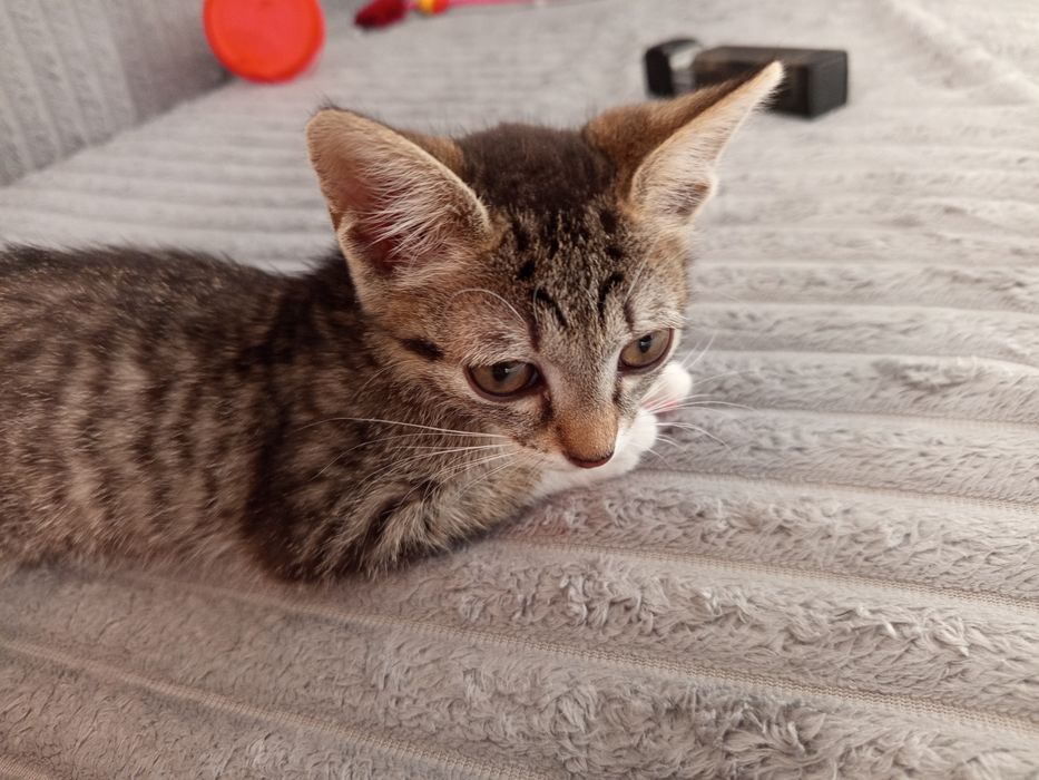Отдам котенка даром