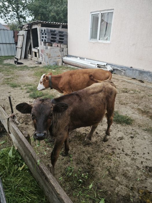Продам 2 телят..