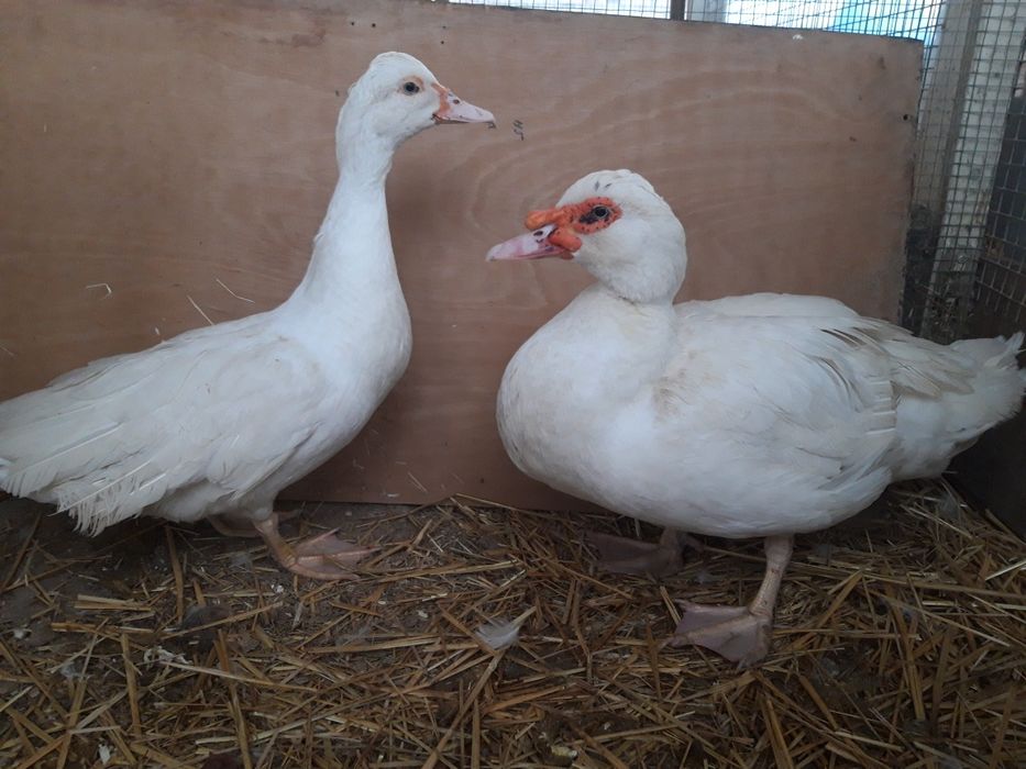 Продаются Белые индоутки