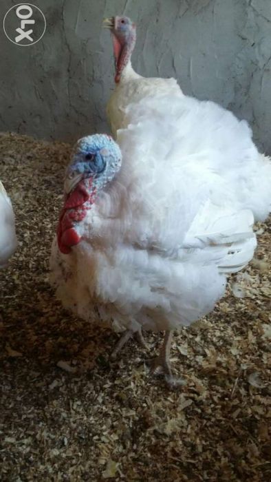 Curcani de țară 15 kg