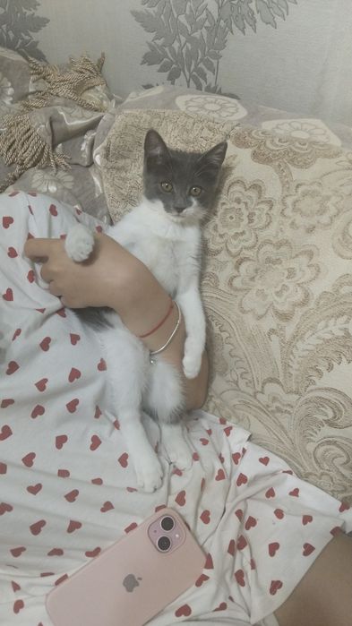 Отдам котенка в добрые руки