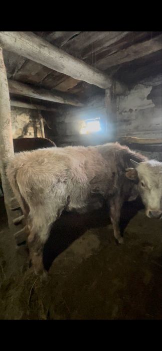 1 жасар бұқа сатылады