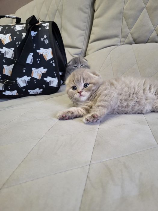 Скоттиш фолдики