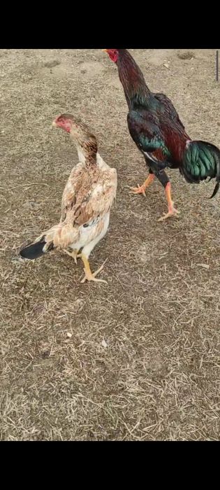 Дакан хуроз зот олишка Тухмлари сотилади Инкубатор яйцо