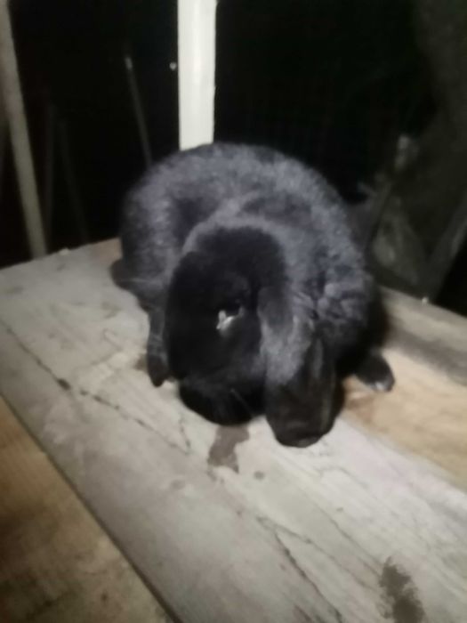 Berbec german negru de 12 luni