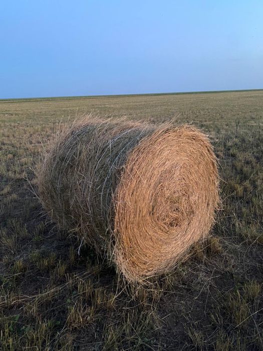 Сено житняк зелёное