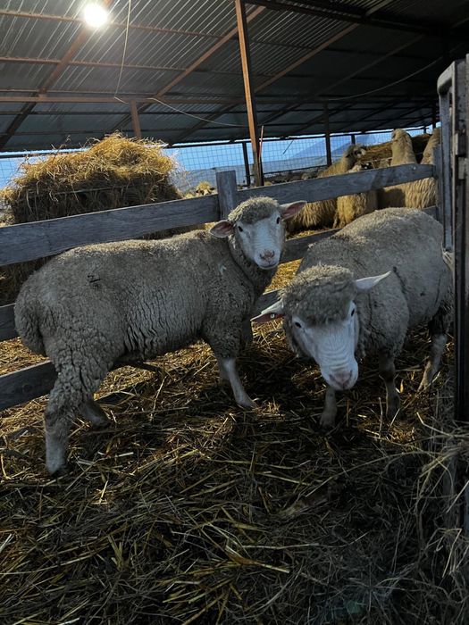 Berbeci ile de france