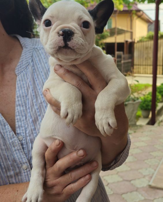 Bulldog francez mascul