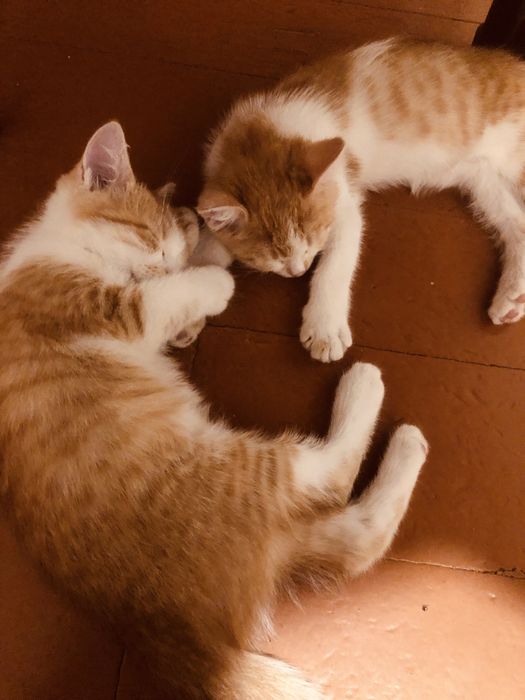 Котята, 3 месячные , в добрые руки