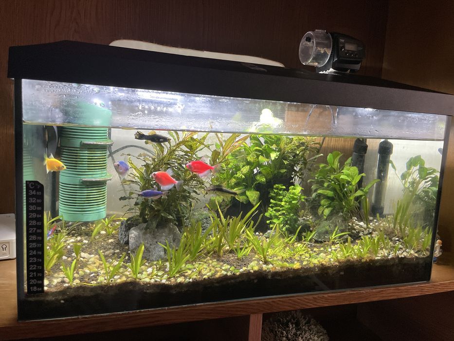 Acvariu pesti complet 60 litri