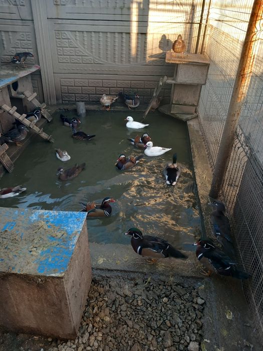 Vând masculi calorin