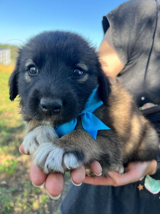 9 puiuți pentru adopție / 3 fete și 6 băieți