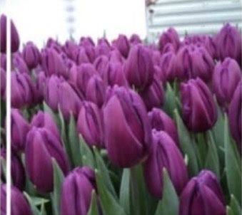 Тюльпаны к 8 Марта