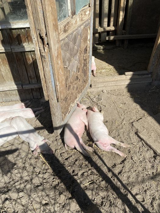 Продам поросят возраст 1месяц цена 30 т