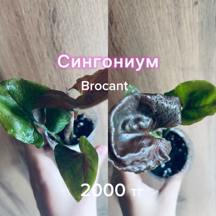 Монстеры разные, укорененные