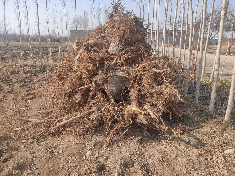 Утин сотилади срочно