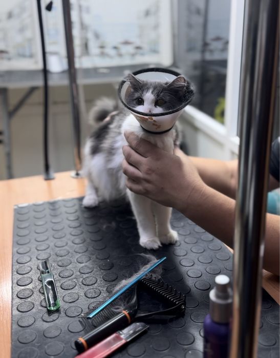 Отдам кошку в добрые руки