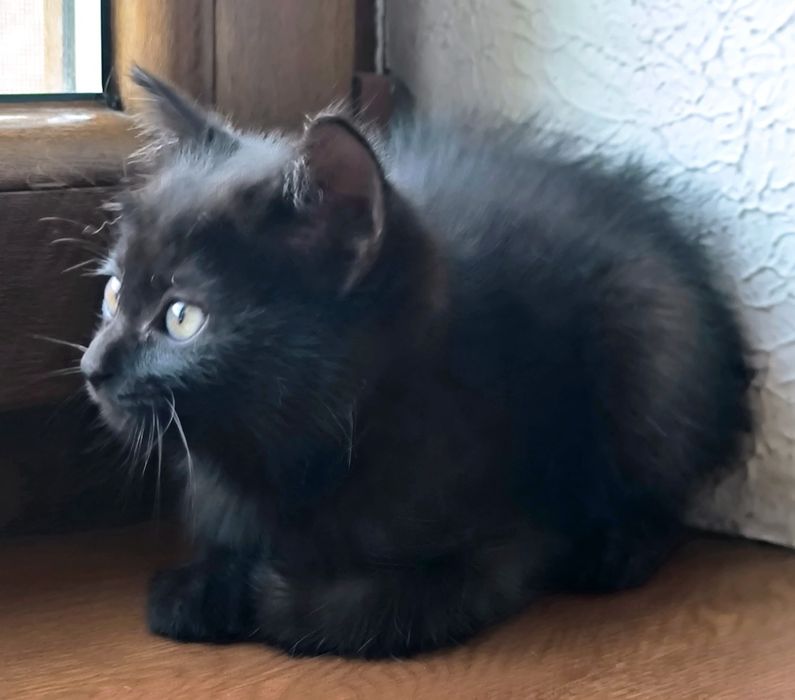 Котенок девочка ищем дом