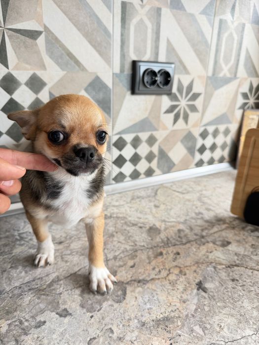 Chihuahua Чихуахуа