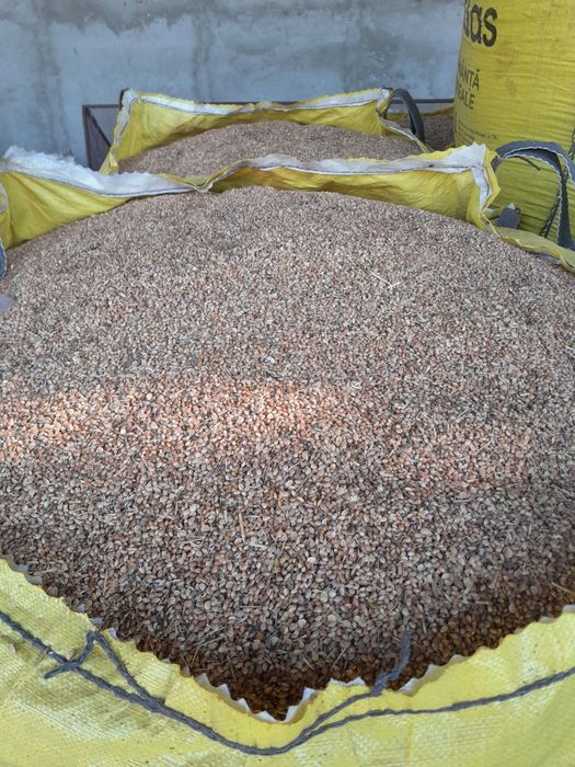 Sămânță de sparceta de vânzare