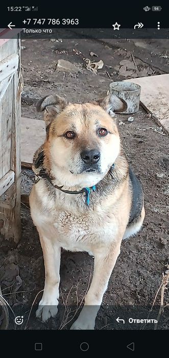 Собака в хорошие руки