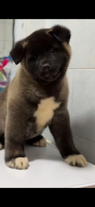 Американская акита щенки