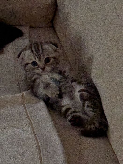 Продам котенка скотиш фолд