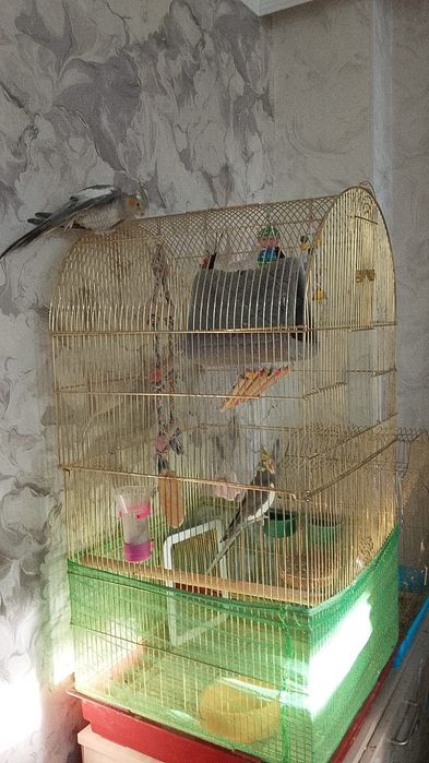 Продам двух попугаев Карела: самца и самку