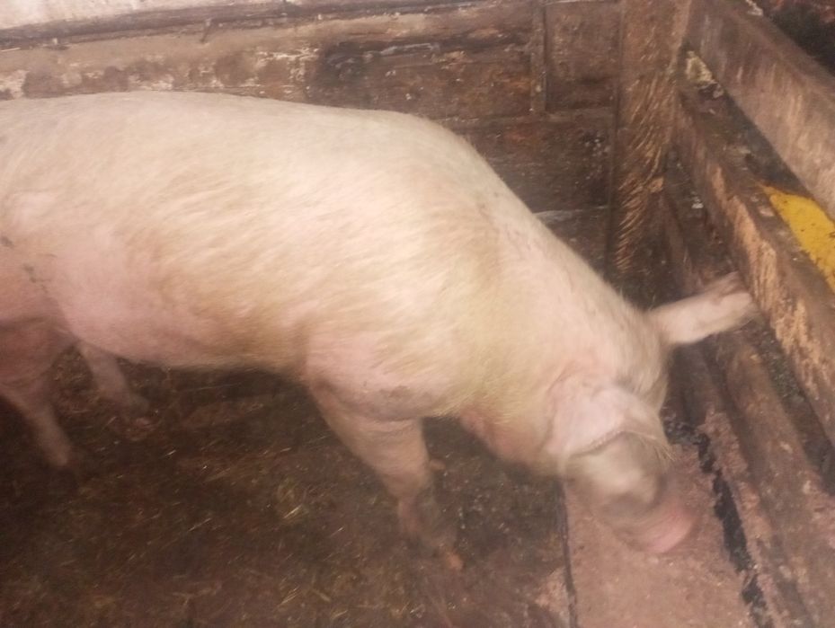 Продам отличного хряка