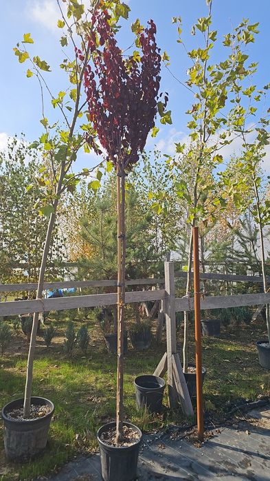 Prunus Nigra Cerasifera ( corcoduș rosu )