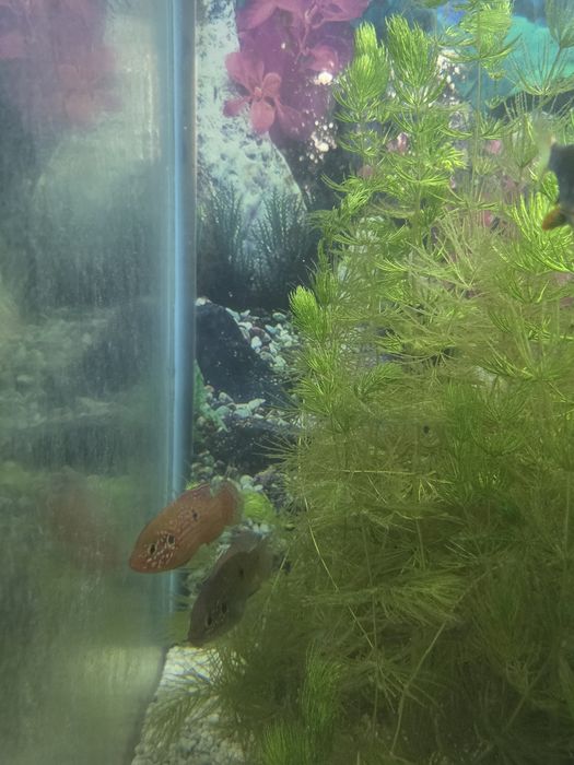 Цихлида Хромис Красавец