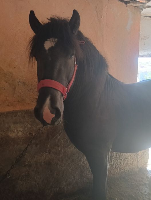 De vânzare un mânz de 2 mai mai multe detalii la telefon