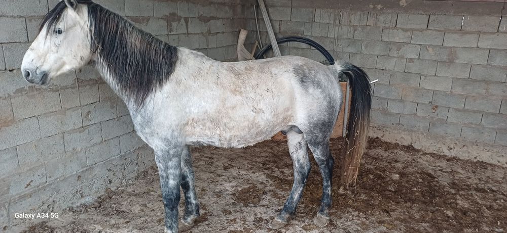 Семиз согым сатамын