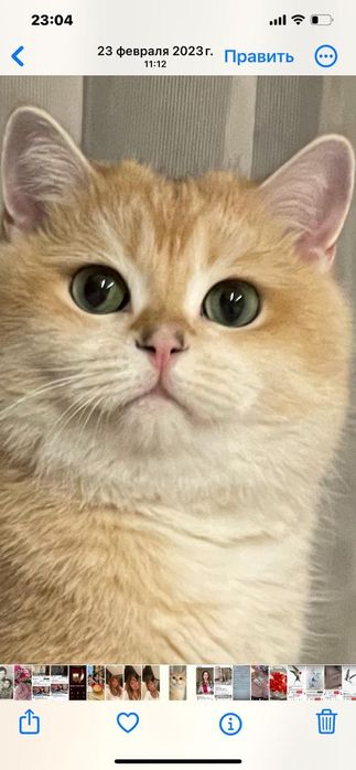 Чистокровные британцы