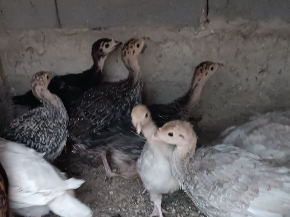 Индюшата индюшата