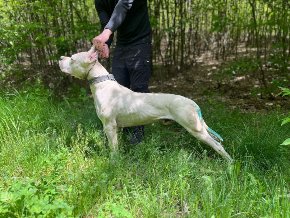 Dog argentinian disponibil