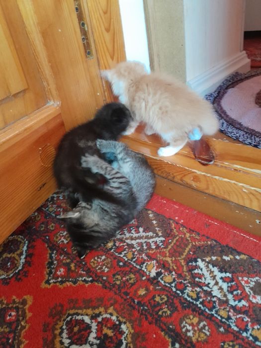 35 kunlik mushukchalar