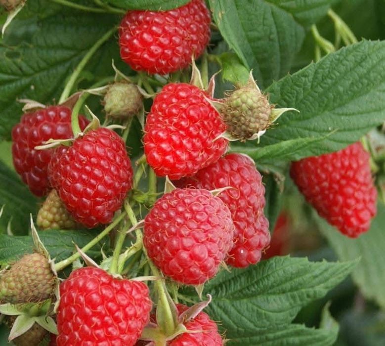 Fructe de padure congelate: zmeură, afine,cătină,coacaze,mure,capsune