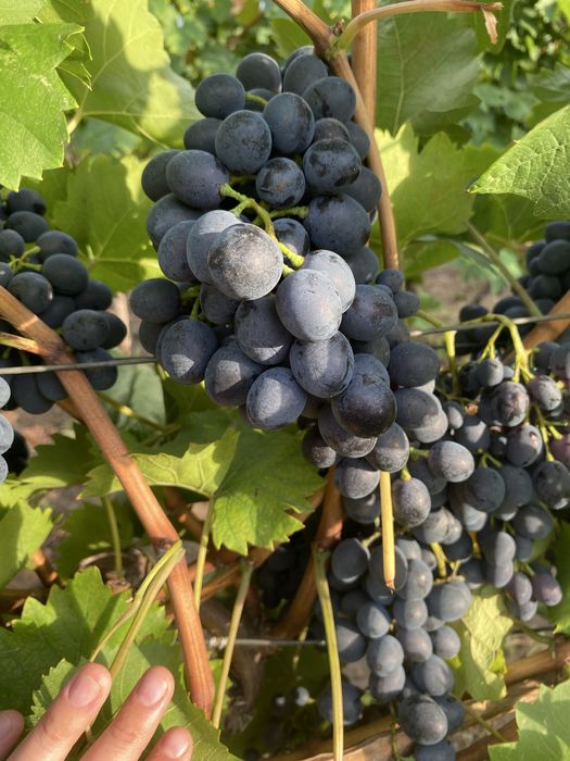 Butasi vita de vie!!!