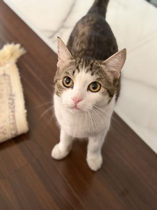 Отдам котика и дам 5 тыс