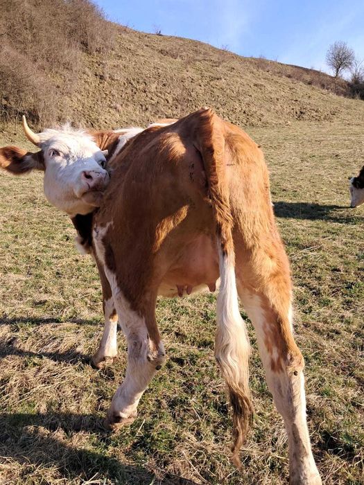 Juninci baltate de vanzare