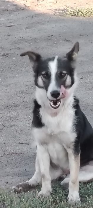 Отдам собачку в хорошие руки