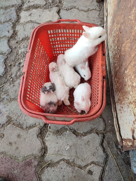 Кролчата декоративные