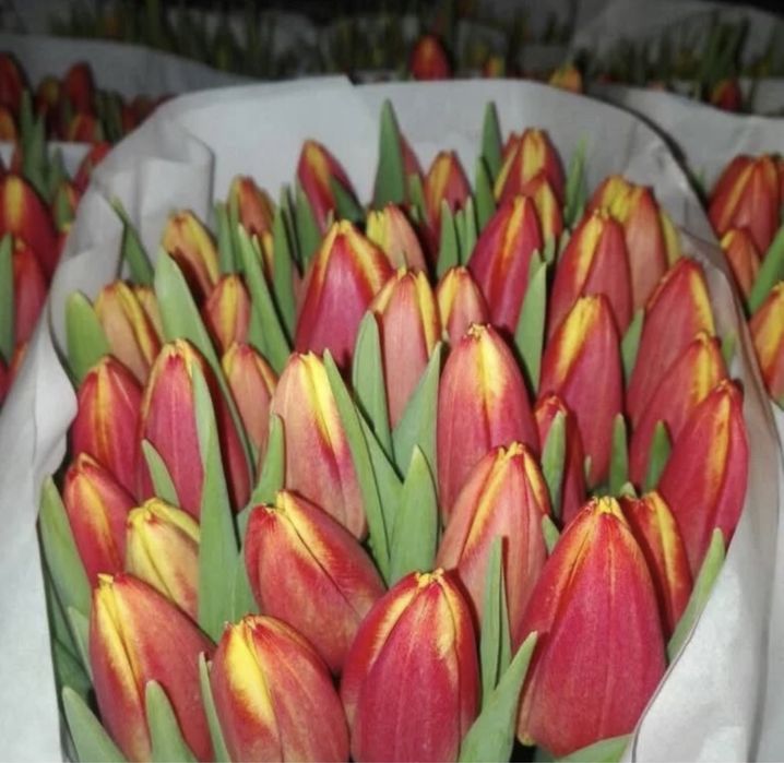 Продажа тюльпанов оптом