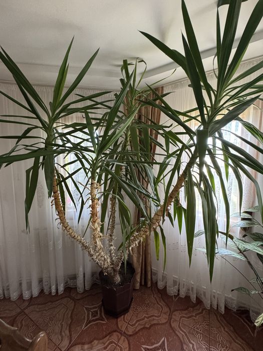 Yucca gigantă / copac 18 ani