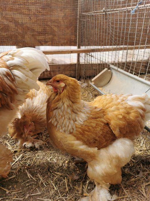 Vând ouă brahma lemon