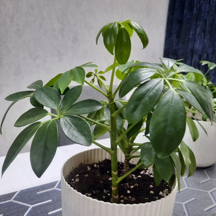 Продам цветы Шефлера