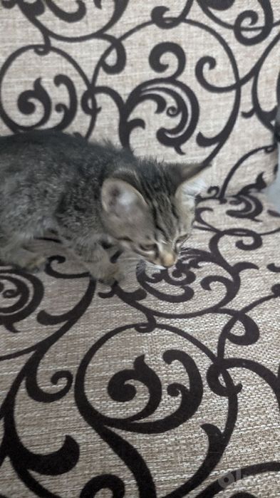 Котёнок 2 месяца бесплатно