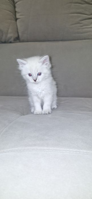 Котенок . Шотланский+сибирская