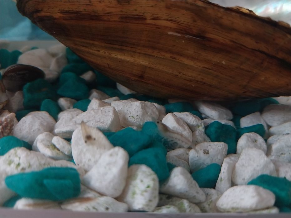 Креветки для аквариума